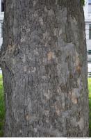 wood tree bark 0002